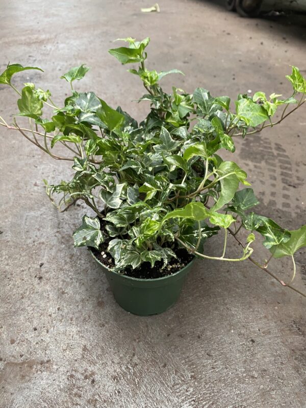 4" Ivy Variegated Colibri
